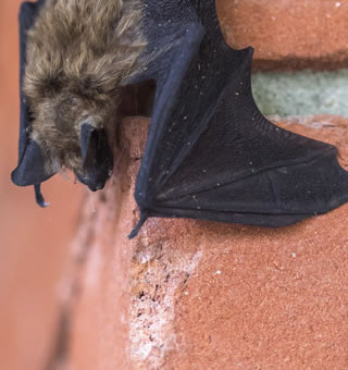 Bats and Rabies